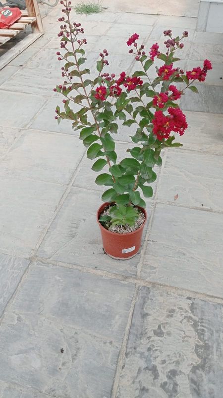 Lagerstroemia indica rosso 'Dynamite' col. Fucsia carico, Mirto crespo - vaso Ø18 cm, h 60 cm