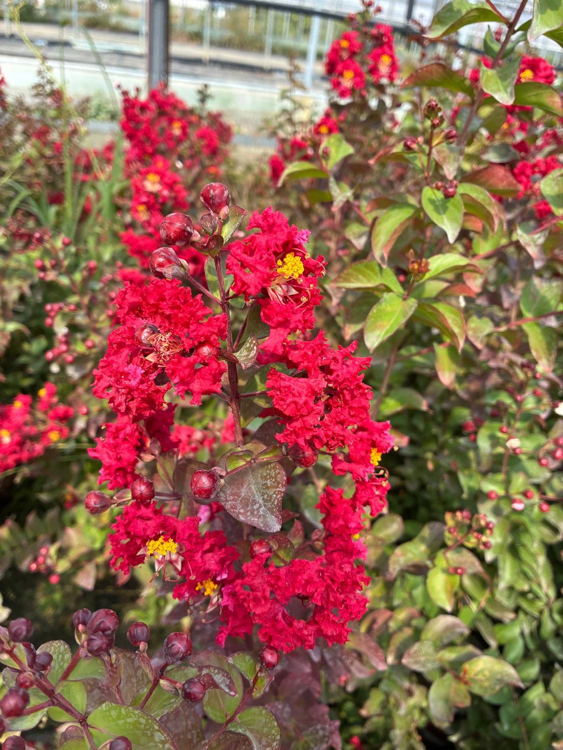 Lagerstroemia indica rosso 'Dynamite' col. Fucsia carico, Mirto crespo - vaso Ø18 cm, h 90 cm Lagerstroemia indica rosso 'Dynamite' col. Fucsia carico, Mirto crespo - vaso Ø18 cm, h 90 cm