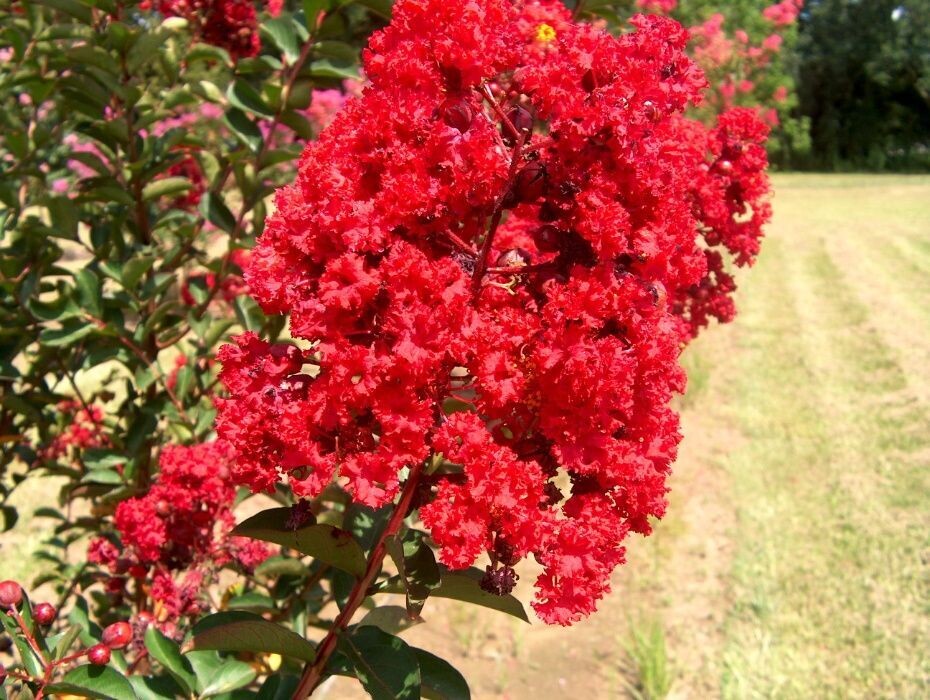 Lagerstroemia indica 'Super Rouge', Mirto crespo - vaso 2 litri Lagerstroemia indica 'Super Rouge', Mirto crespo - vaso 2 litri