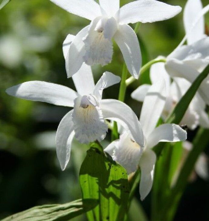 Bletilla striata 'alba', Orchidea da esterno - vaso Ø9 cm Bletilla striata 'alba', Orchidea da esterno - vaso Ø9 cm