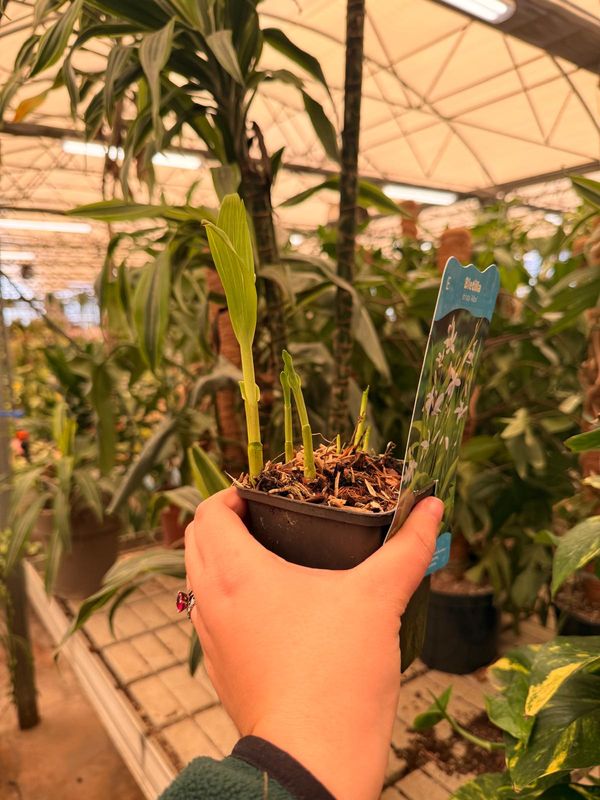 Bletilla striata 'alba', Orchidea da esterno - vaso Ø9 cm