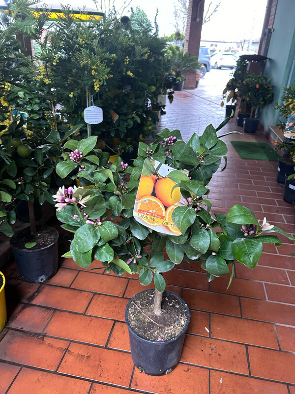 Limone Meyer, Citrus x meyeri - vaso Ø21 cm