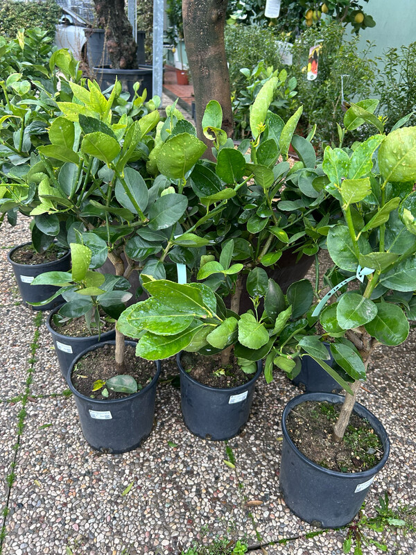 Citrus aurantiifolia, Lime Limetta verde - vaso Ø21 cm
