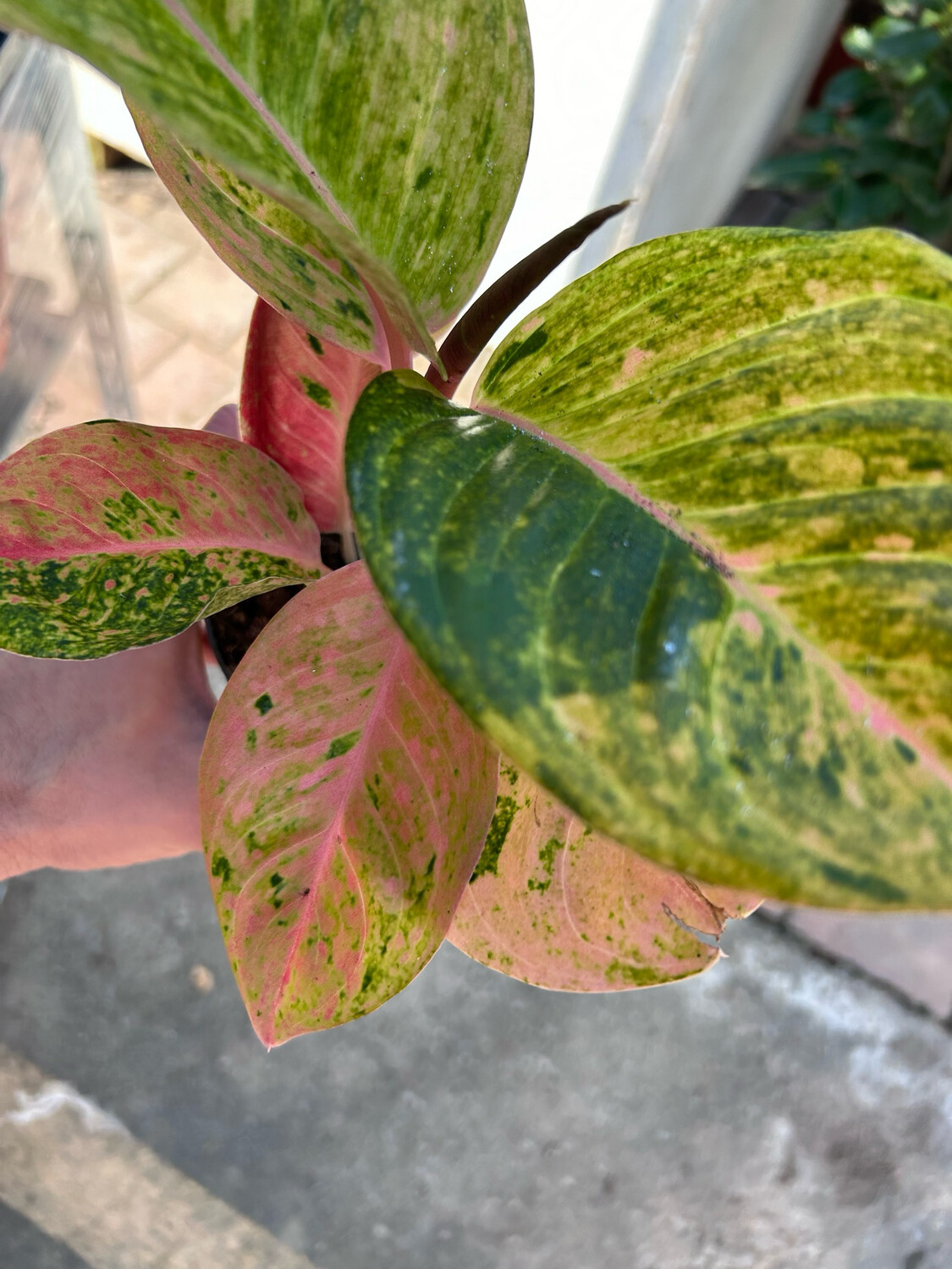 Aglaonema Apple Fantasy - vaso Ø12 cm Aglaonema Apple Fantasy - vaso Ø12 cm