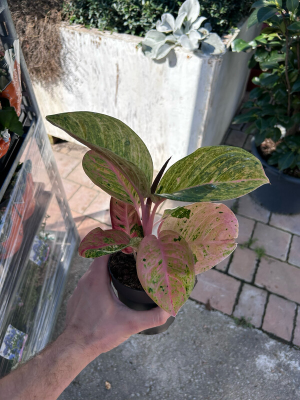 Aglaonema Apple Fantasy - vaso Ø12 cm