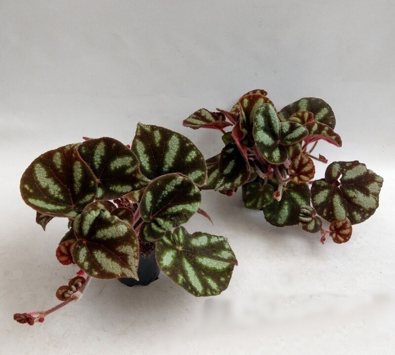 Begonia 'Ngoc Lac'- vaso Ø12cm