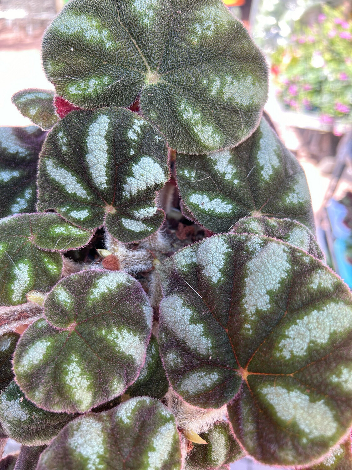 Begonia 'Ngoc Lac'- vaso Ø12cm Begonia 'Ngoc Lac'- vaso Ø12cm