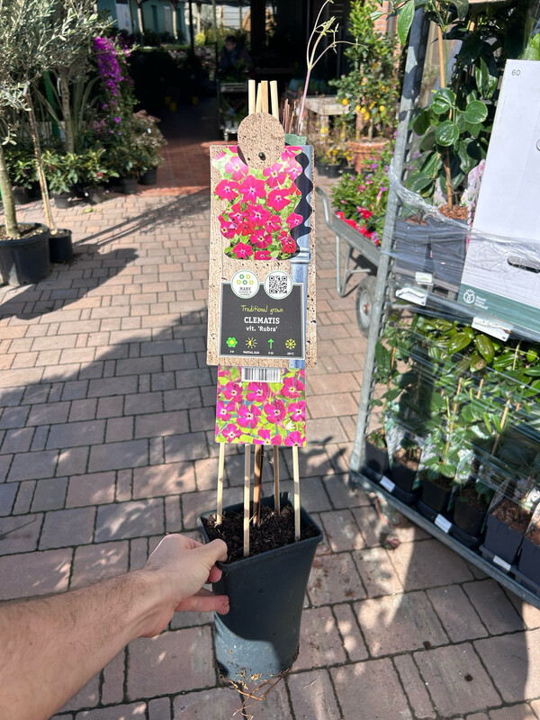 Clematis viticella 'Rubra', Clematide - vaso Ø17 cm, h 75 cm