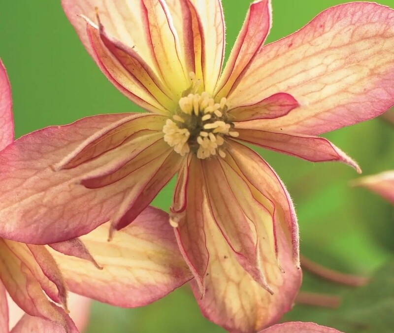 Clematis montana 'Marjorie', Clematide - vaso Ø17 cm, h 50/60 cm