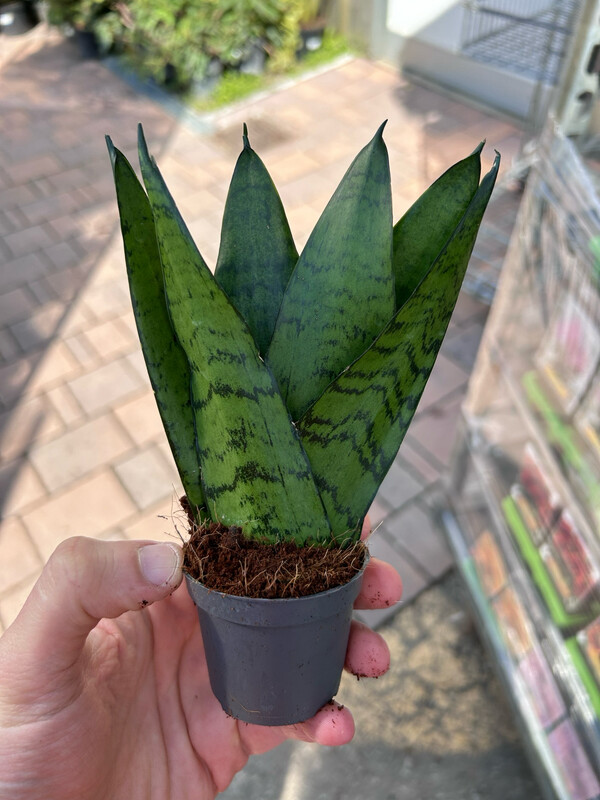 Sansevieria zeylanica - vaso Ø6 cm Sansevieria zeylanica - vaso Ø6 cm