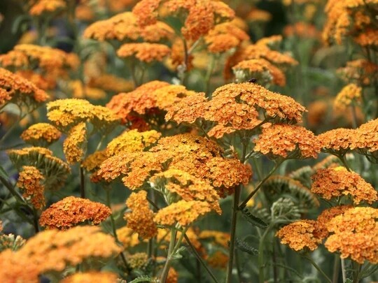 Achillea millefolium 'Terracotta', Achillea Millefoglio - vaso Ø12 cm quadrato Achillea millefolium 'Terracotta', Achillea Millefoglio - vaso Ø12 cm quadrato