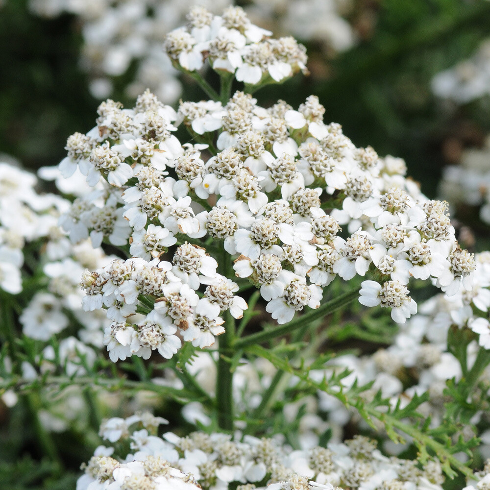 Achillea millefolium ' White Beauty ', Achillea Millefoglio - vaso Ø12 cm quadrato Achillea millefolium ' White Beauty ', Achillea Millefoglio - vaso Ø12 cm quadrato