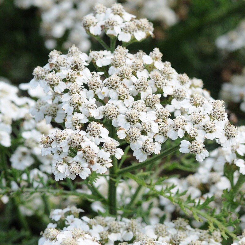 Achillea millefolium ' White Beauty ', Achillea Millefoglio - vaso Ø12 cm quadrato Achillea millefolium ' White Beauty ', Achillea Millefoglio - vaso Ø12 cm quadrato