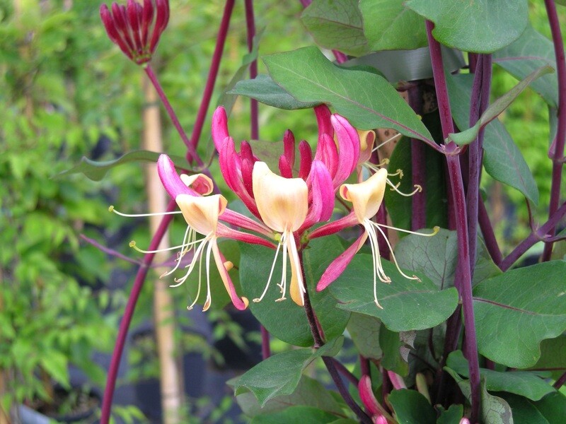 Lonicera periclymenum 'Serotina', Caprifoglio - vaso Ø18, h 60 cm Lonicera periclymenum 'Serotina', Caprifoglio - vaso Ø18, h 60 cm