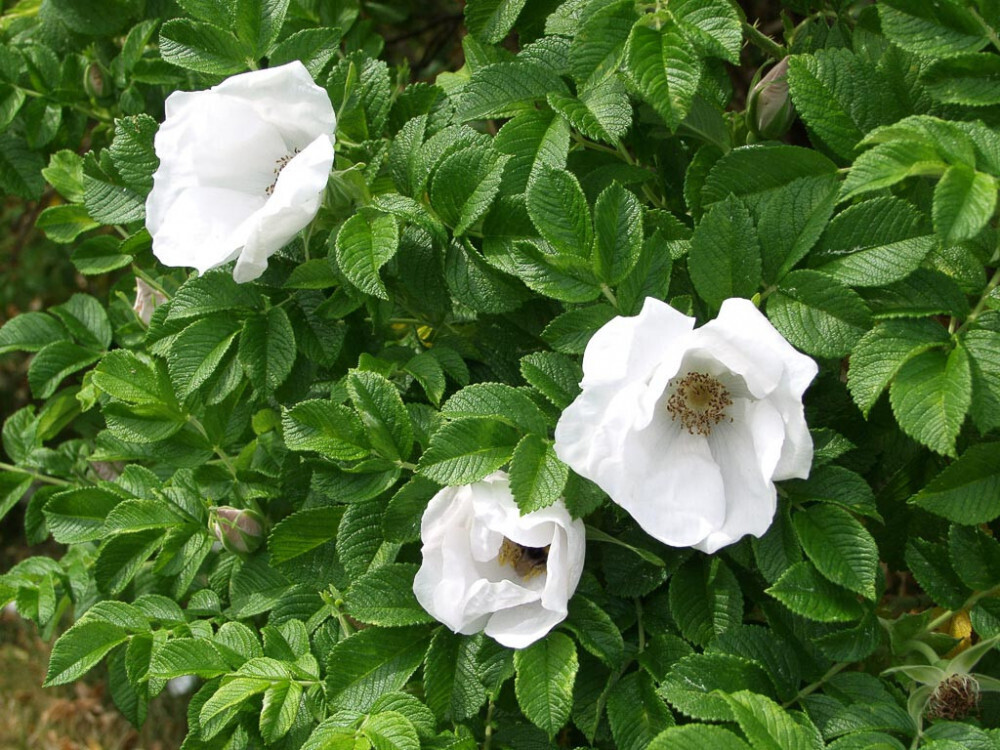Rosa rugosa 'Alba' - vaso Ø18 cm