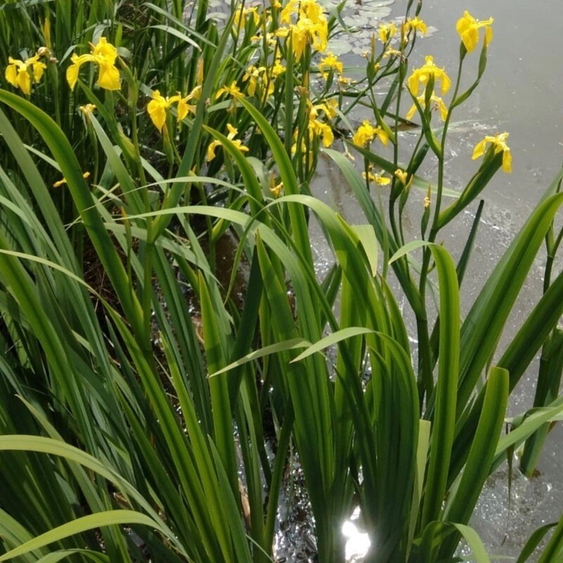 Iris pseudacorus, Giaggiolo acquatico - vaso Ø9 cm