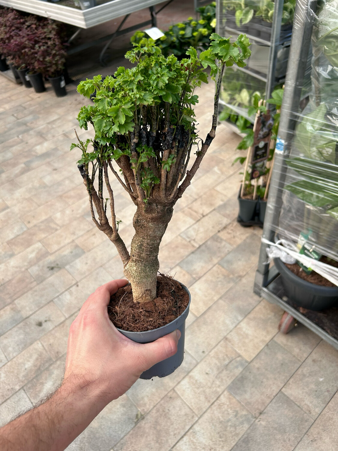 Polyscias fruticosa 'Ming' - vaso Ø12 cm
