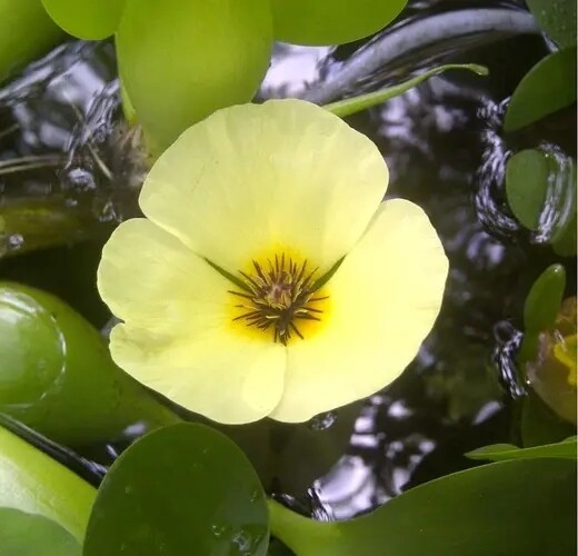 Ninfea amazzonica, Hydrocleys nymphoides - vaso Ø12 cm