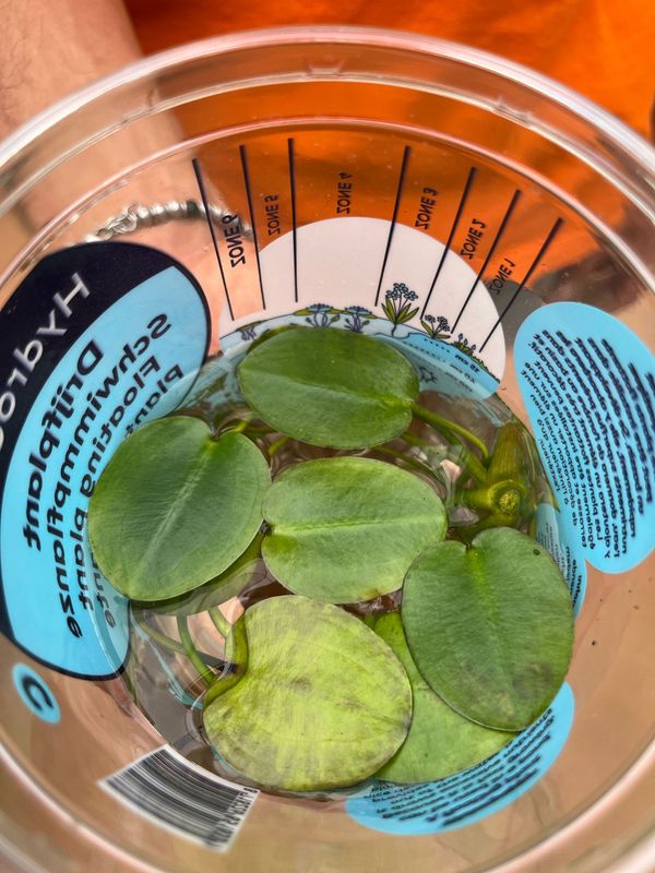 Ninfea amazzonica, Hydrocleys nymphoides - vaso Ø12 cm