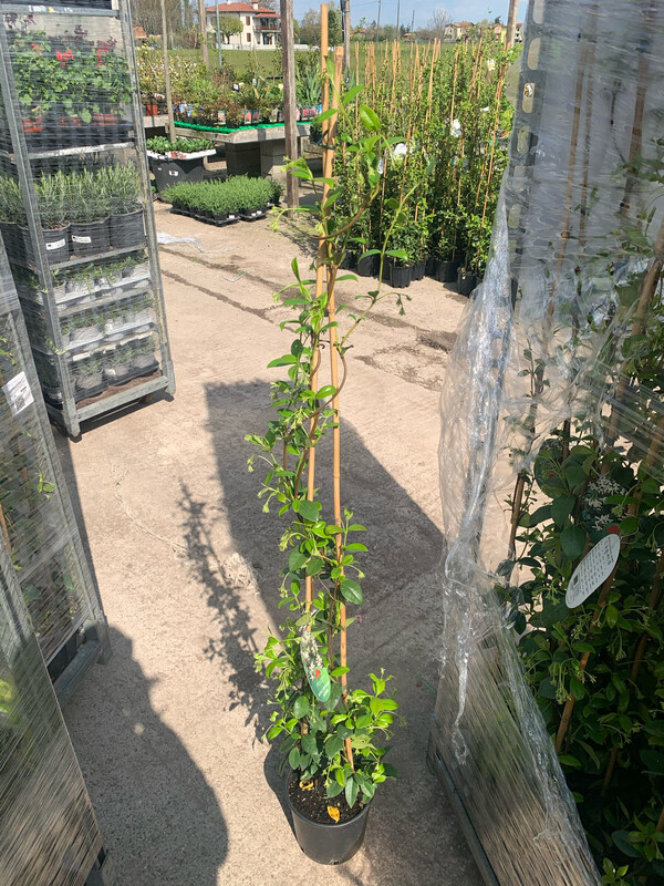 Falso Gelsomino, Rincospermo, Rhyncospermum jasminoides, Trachelospermum jasminoides, FIORE BIANCO - vaso Ø18 cm, h 150 cm