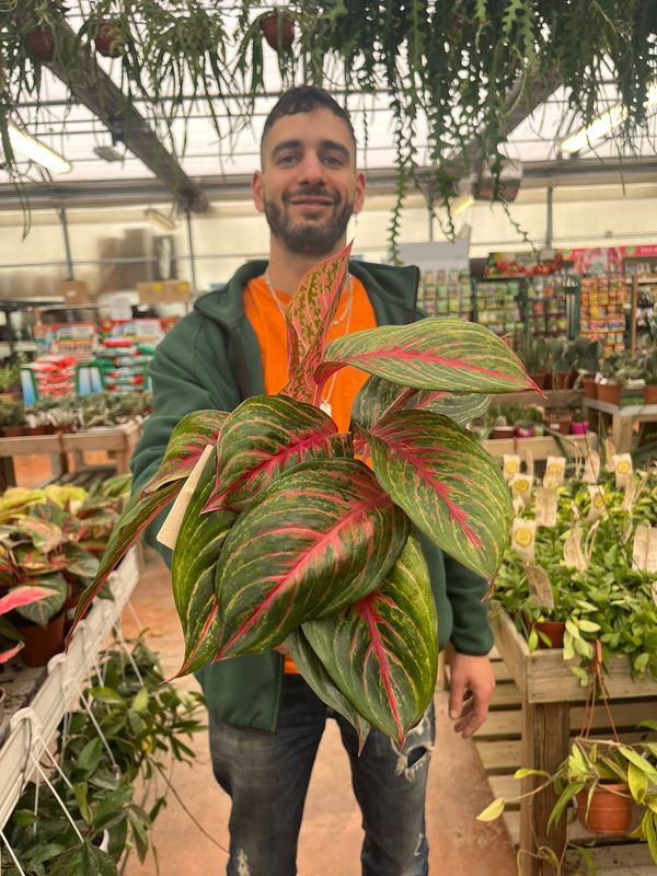 Aglaonema 'Red Emerald' - vaso Ø12 cm