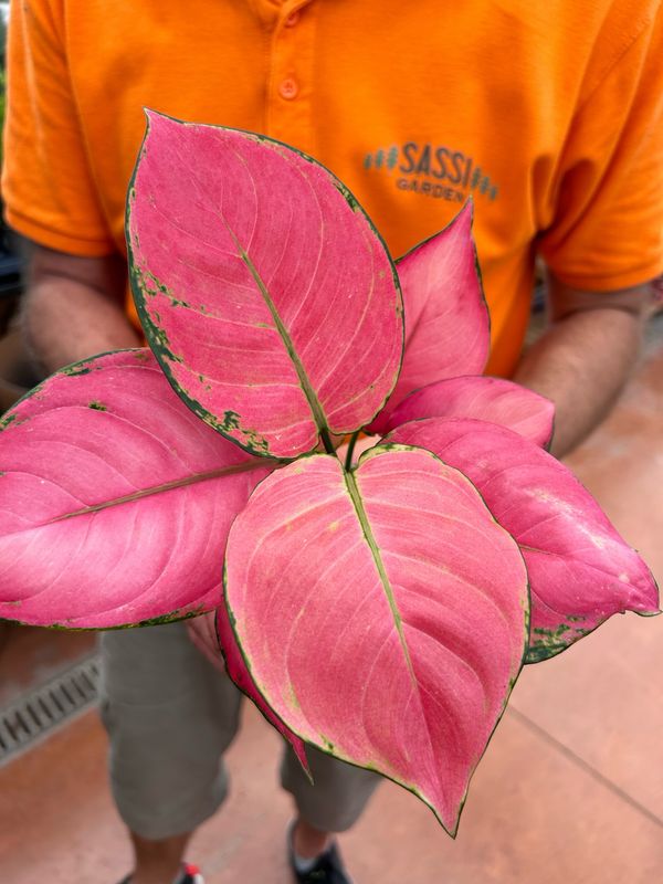 Aglaonema Pink Star - vaso Ø10 cm