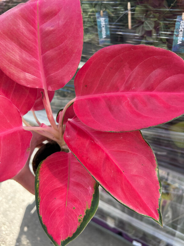 Aglaonema commutatum 'Orange Star' - vaso Ø12 cm