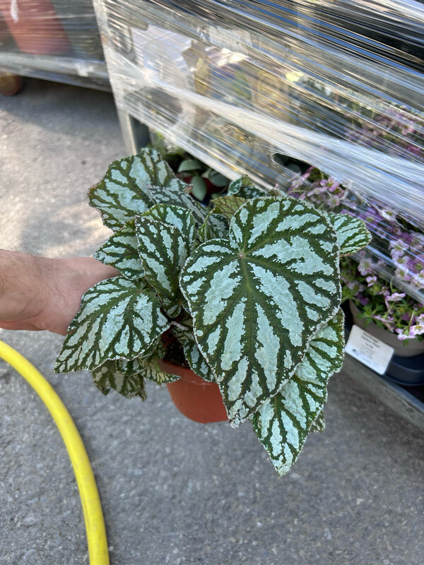 Begonia Blad. Top Dance - vaso Ø12 cm
