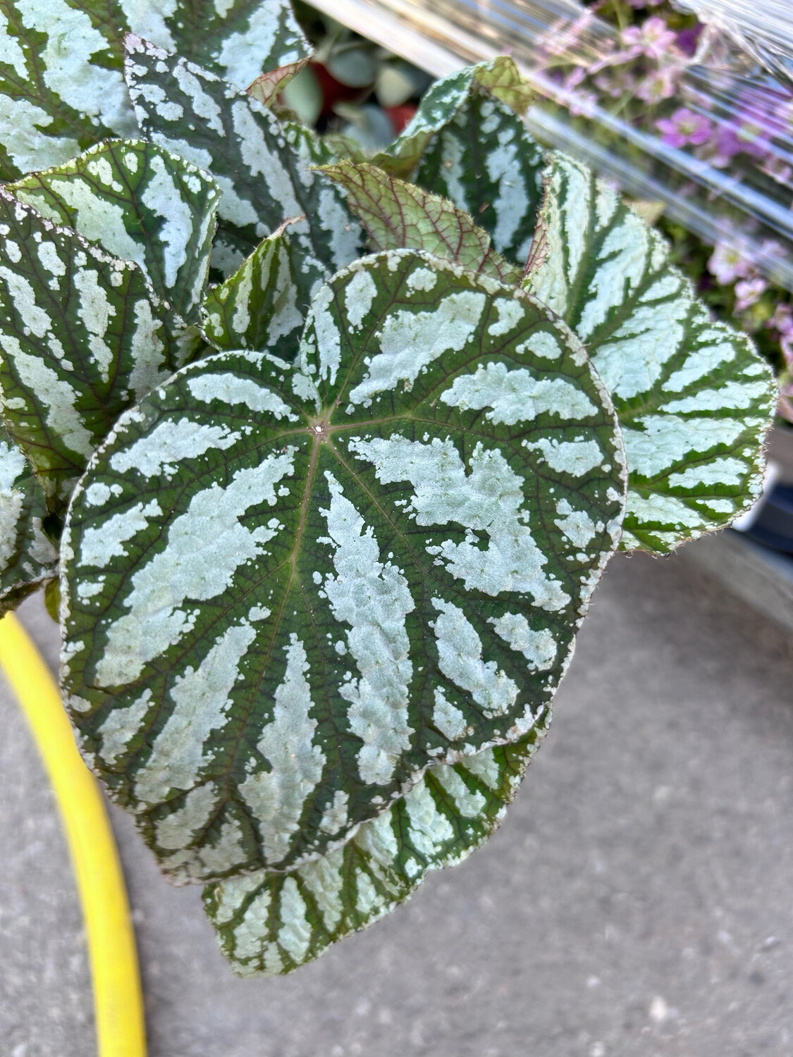 Begonia Blad. Top Dance - vaso Ø12 cm Begonia Blad. Top Dance - vaso Ø12 cm