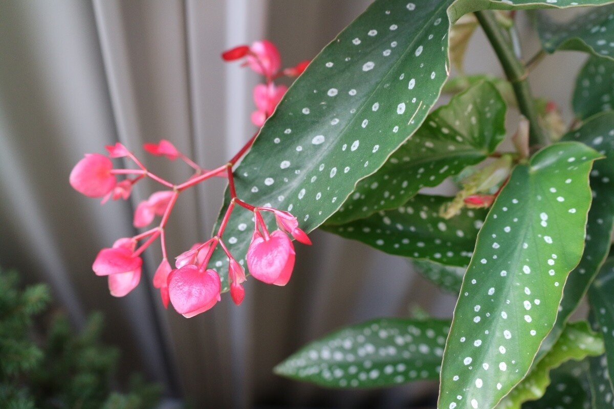 Begonia Maculata Silverspot, Begonia maculata 'Pseudolubbersii Silverspot' - vaso Ø6 cm