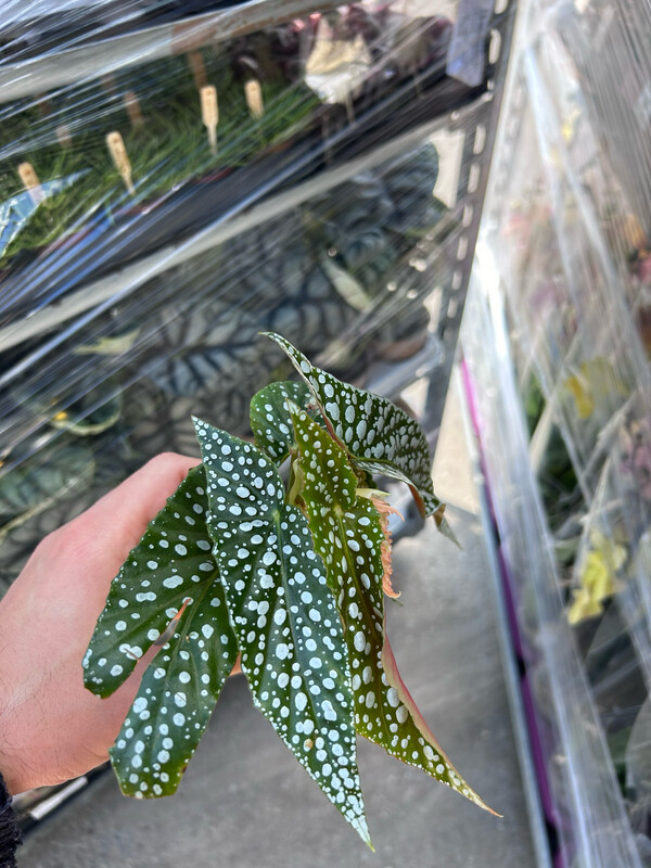 Begonia Maculata Silverspot, Begonia maculata 'Pseudolubbersii Silverspot' - vaso Ø6 cm