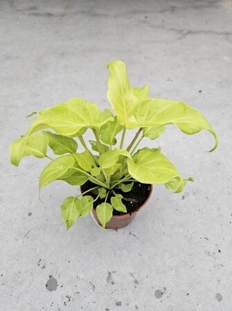 Philodendron 'Xanadu Lime', Filodendro - vaso Ø9 cm, h 20 CM