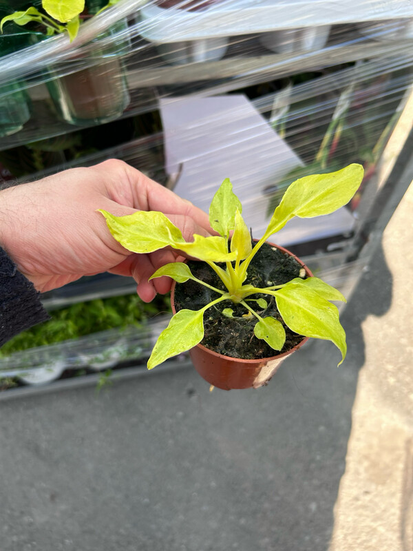 Philodendron 'Xanadu Lime', Filodendro - vaso Ø9 cm, h 20 CM