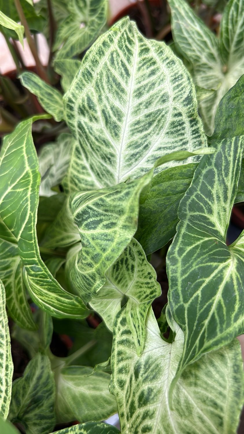 Syngonium podophyllum 'Batik' - vaso Ø11 cm Syngonium podophyllum 'Batik' - vaso Ø11 cm