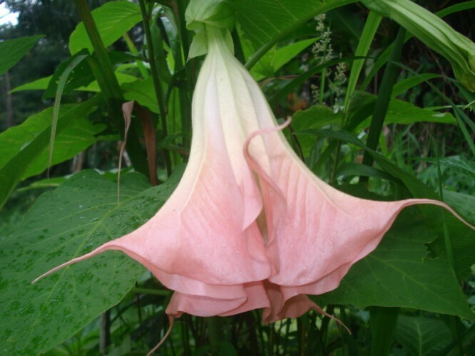 Datura arborea, Trombone del diavolo, Fiore ROSA - vaso Ø17 cm