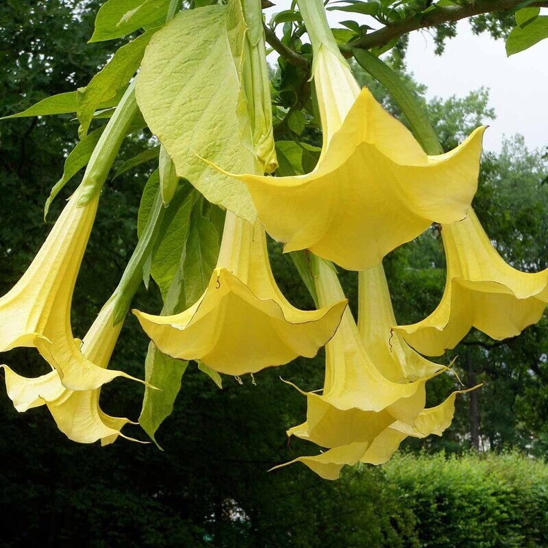 Datura arborea, Trombone del diavolo, Fiore GIALLO - vaso Ø17 cm