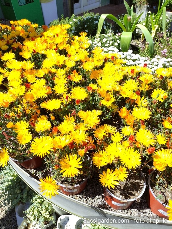 Lampranthus Aureus, Mesembriantemo, fiore GIALLO - vaso Ø15 cm Lampranthus Aureus, Mesembriantemo, fiore GIALLO - vaso Ø15 cm