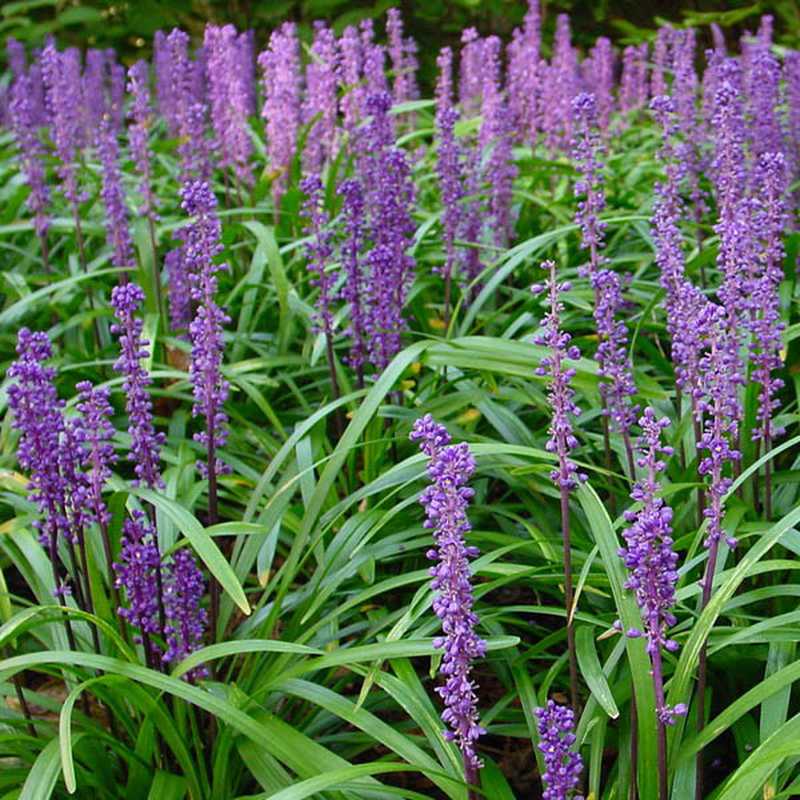 Liriope Muscari " Big Blue " - vaso Ø10 cm Liriope Muscari " Big Blue " - vaso Ø10 cm