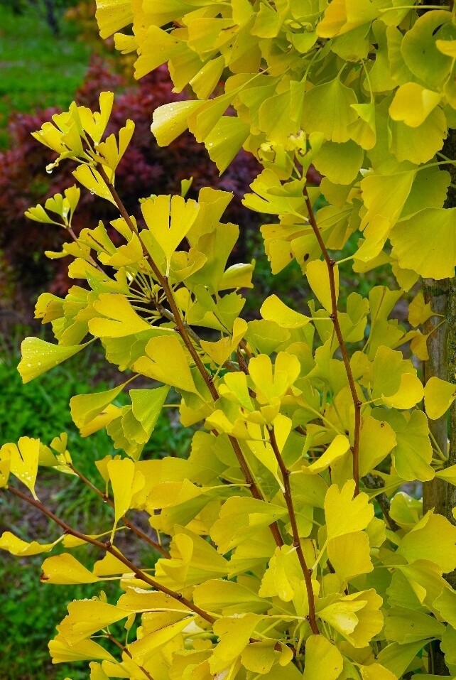 Ginkgo biloba 'Gold Flame' - vaso Ø18 cm Ginkgo biloba 'Gold Flame' - vaso Ø18 cm