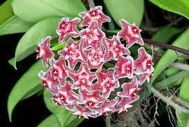 Hoya Pubicalyx Splash - vaso Ø6 cm Hoya Pubicalyx Splash - vaso Ø6 cm