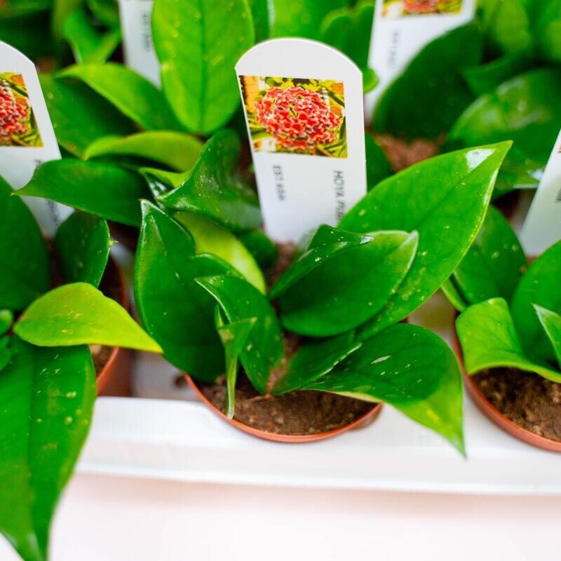 Hoya Pubicalyx Splash - vaso Ø6 cm