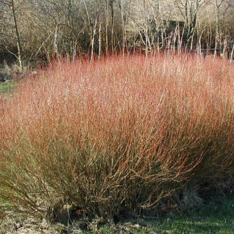 Salix Purpurea, Salice rosso - vaso Ø18 cm h 130-150 Salix Purpurea, Salice rosso - vaso Ø18 cm h 130-150