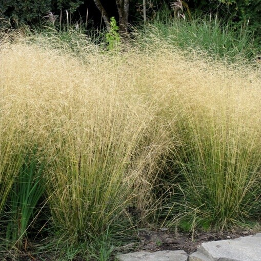 Deschampsia cespitosa - vaso Ø24 cm