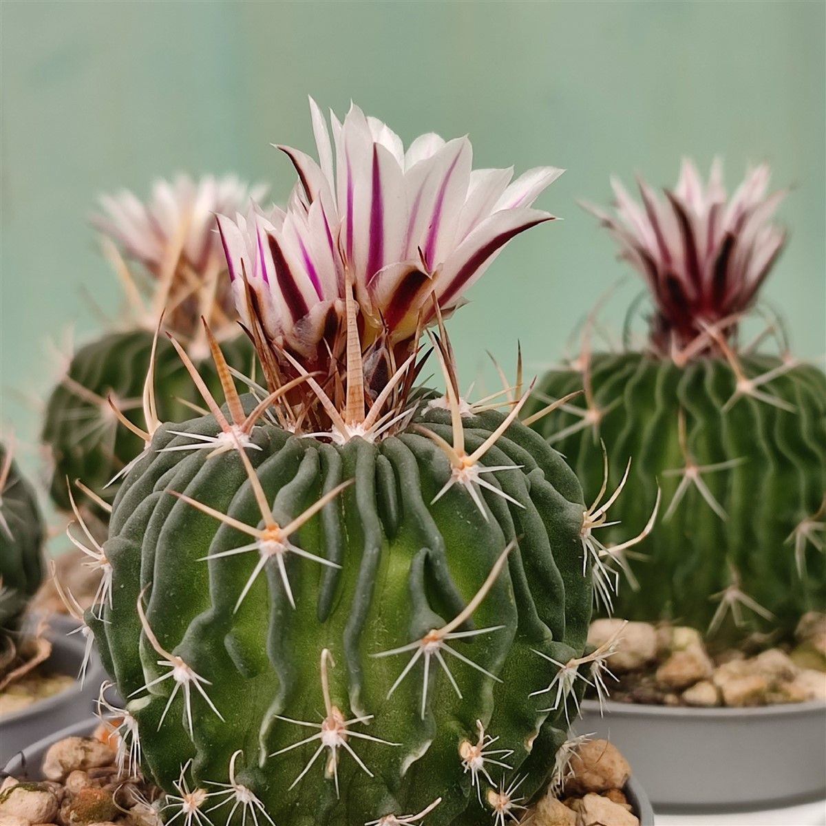 Echinofossulocactus multicostatum - vaso Ø14 cm
