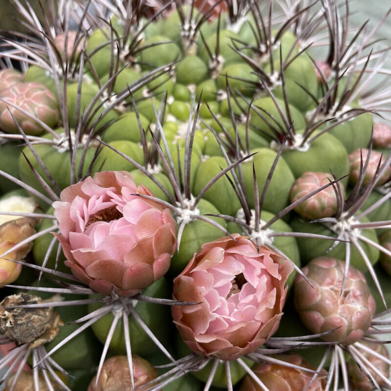 Gymnocalicium Saglionis - vaso Ø13 cm