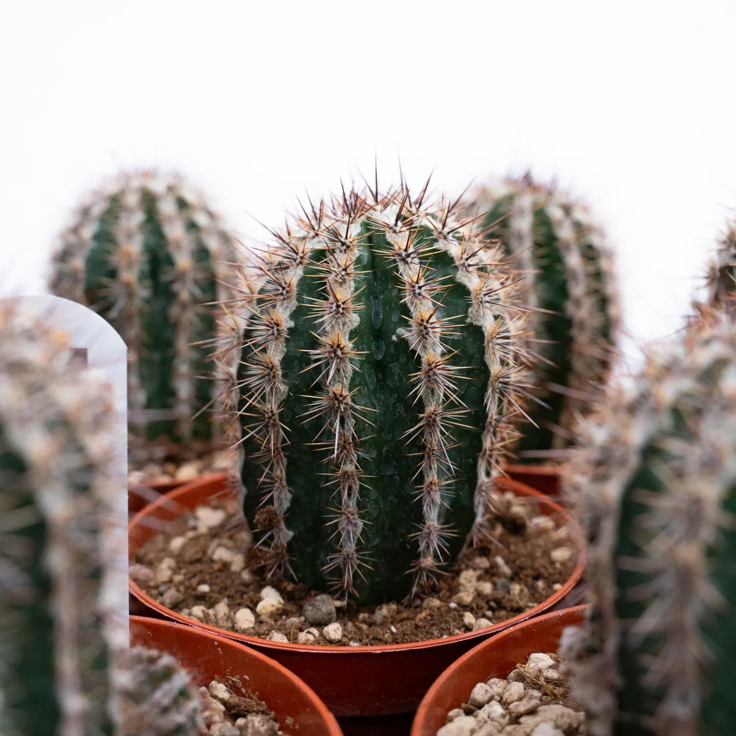 Echinopsis Tudiflora Akujo-maru - vaso Ø12 cm Echinopsis Tudiflora Akujo-maru - vaso Ø12 cm