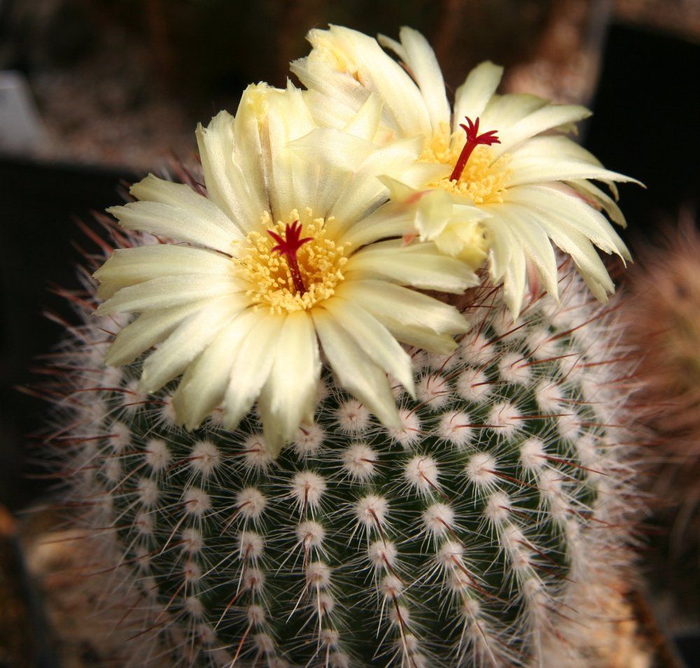Notocactus scopa, Scopa di strega - vaso Ø14 cm Notocactus scopa, Scopa di strega - vaso Ø14 cm