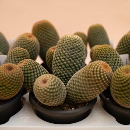 Mammillaria matudae - vaso Ø14 cm Mammillaria matudae - vaso Ø14 cm