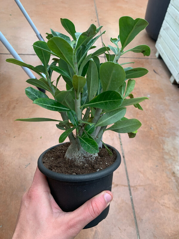 Adenium obesum 'Anouk', Adenium Rosa del Deserto - vaso Ø17 cm (fiore rosso stellato bianco)
