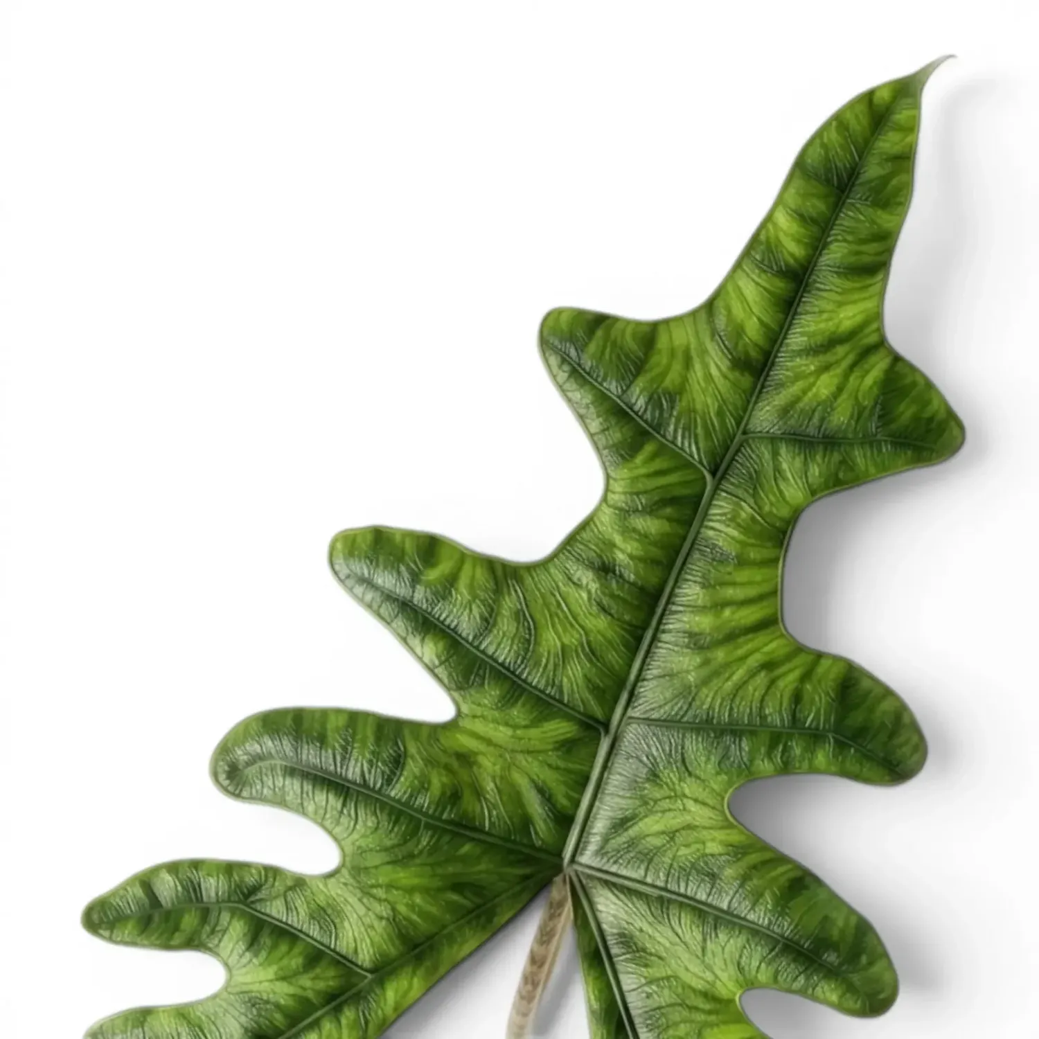 Alocasia 'Jacklyn' - vaso Ø9 cm Alocasia 'Jacklyn' - vaso Ø9 cm